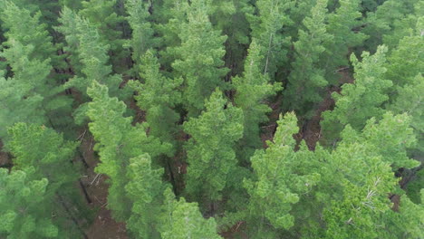 Aerial parallax shot over Kuitpo Forrest in Adelaide, South Australia