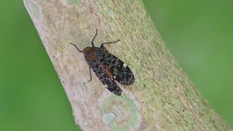 descansando en una rama diagonal moviéndose ligeramente con algo de viento visto en el bosque durante un brillante día soleado, insecto linterna, penthicodes variegate, tailandia