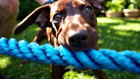 playful puppy playing tug-of-war with a blue rope