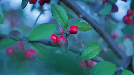 red berries on a tree branch