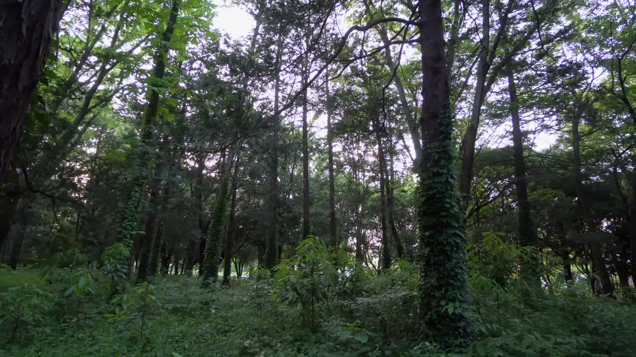 parque hikarigaoka en tokio, japón tiene muchos bosques de árboles enormes donde la gente suele practicar varios deportes