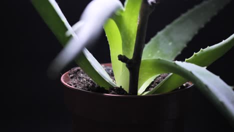 aloe vera plant in a pot for skincare treatment and home remedies-1