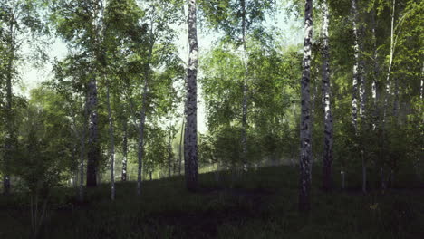 A beautiful birch forest with sunlight shining through the trees