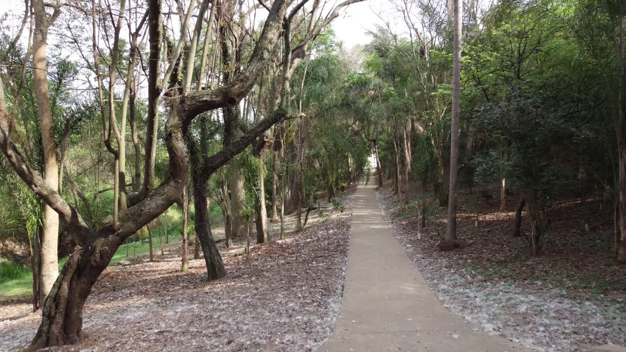 브라질 봄에 나무와 가지로 가득 찬 아름다운 광장을 촬영하는 드론과 함께 낮은 비행,  ⁇ 은 길에서, 4k 영상