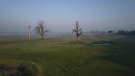 flying above the green meadows towards two very old oaks