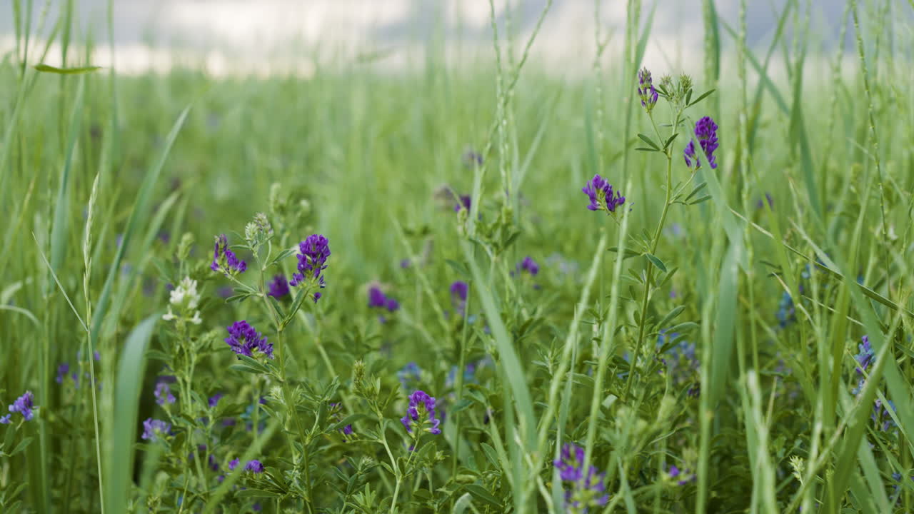 Spring Flowers And Wild Grass Gently Blowing In The Wind