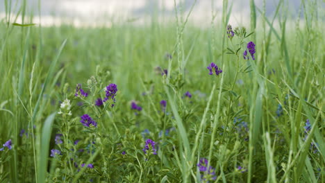 spring flowers and wild grass gently blowing in the wind