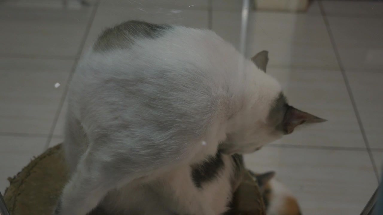 Due gatti che si toelettano dietro una finestra di vetro Ultra HD