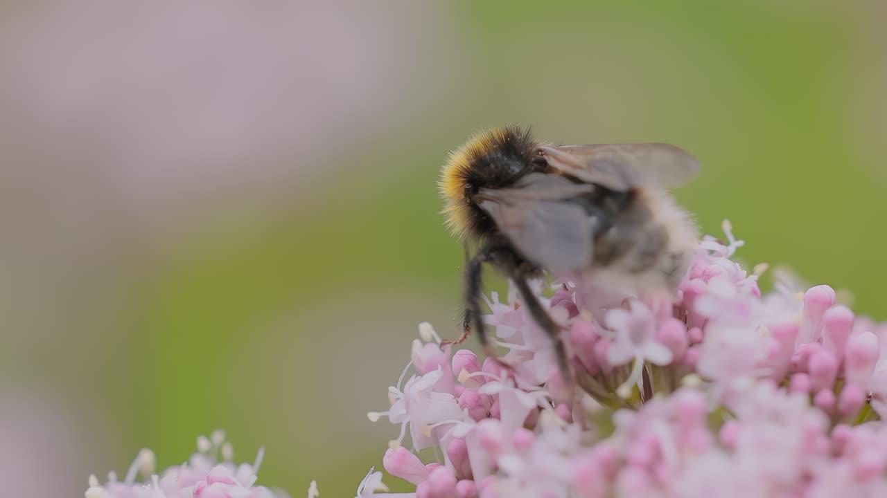 Bumblebee collects flower nectar at sunny day. Bumble bee in macro shot in slow motion