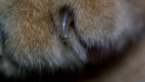 the claw part of the cat's foot