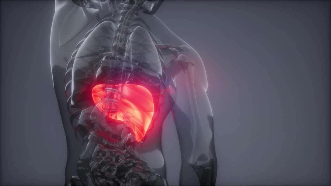 Human Liver Radiology Exam