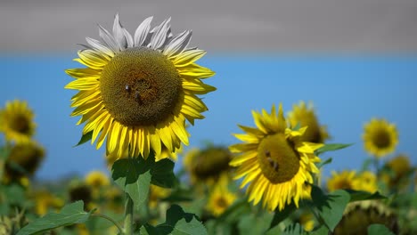 Las-Abejas-Están-Recolectando-Néctar-De-Los-Girasoles,-Dibujando-Una-Línea-De-Color-Como-Efecto-Mientras-Un-Tractor-Pasa-Por-El-Fondo