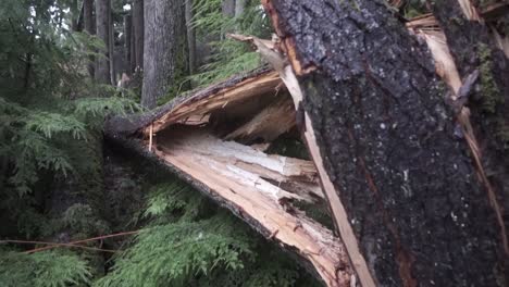 tree split from wind