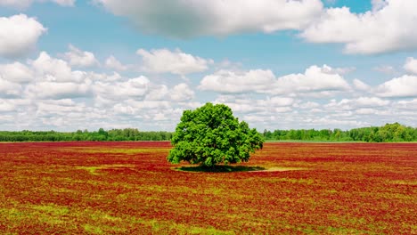 hyperlapse reveals vibrant baltic nature with moving clouds and red meadow