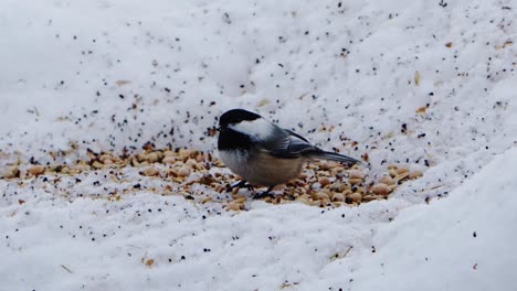 Slomo-of-a-chickadee-eating-seeds-in-the-snow-and-surveying-his-surroundings