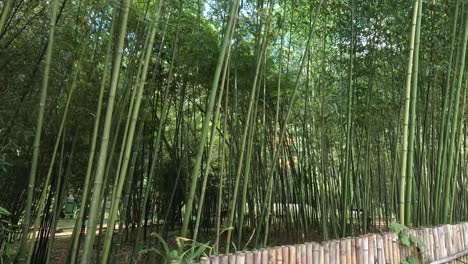 a peaceful walk along a bamboo-lined boardwalk