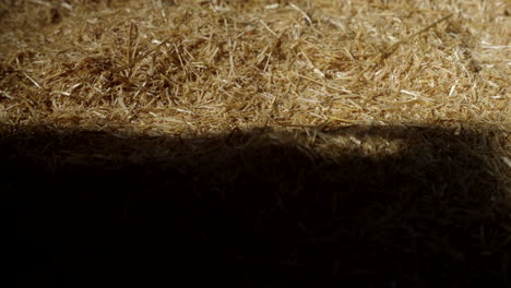 a shadow sits among a large amount of hay