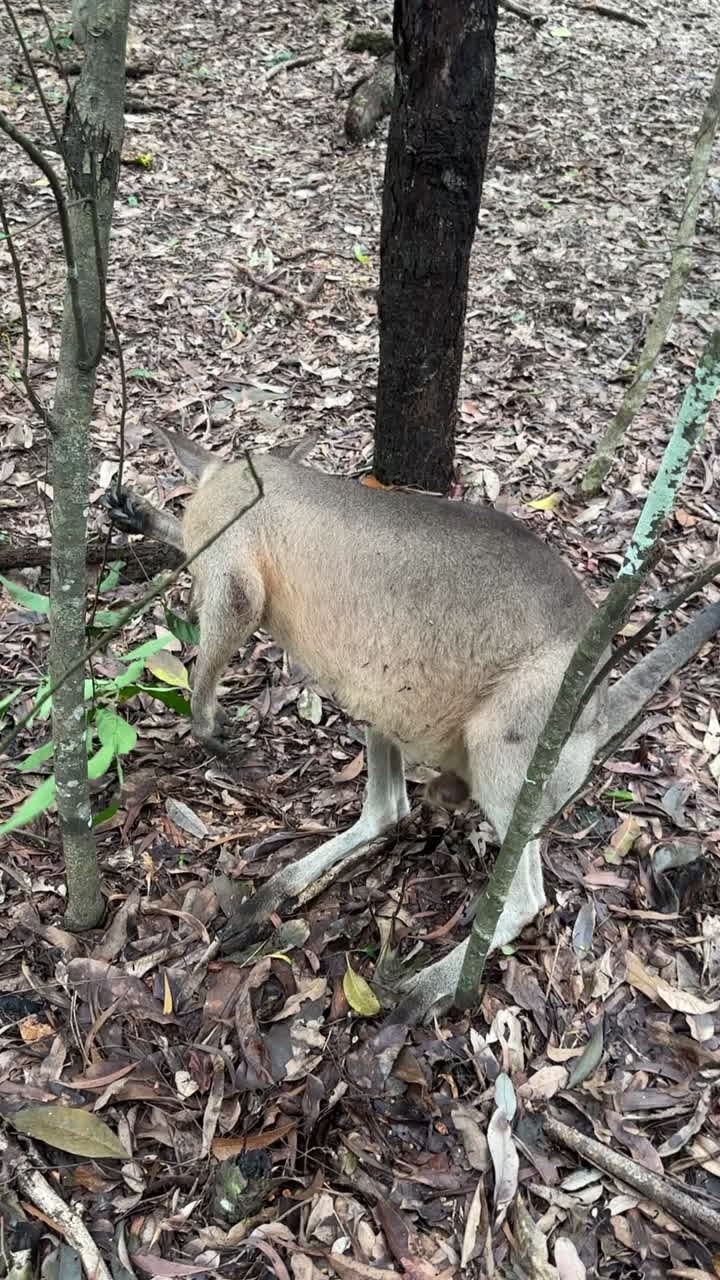 Vertical View of Wallaby Grazing Tree Leaves, Australian Native Animal in Protected Reserve