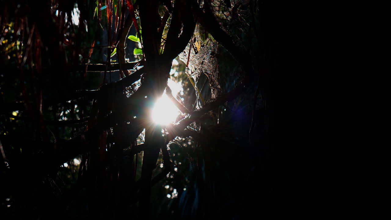 Slow-motion shot of lens flare through trees in Waipoua Kauri Forest, New Zealand