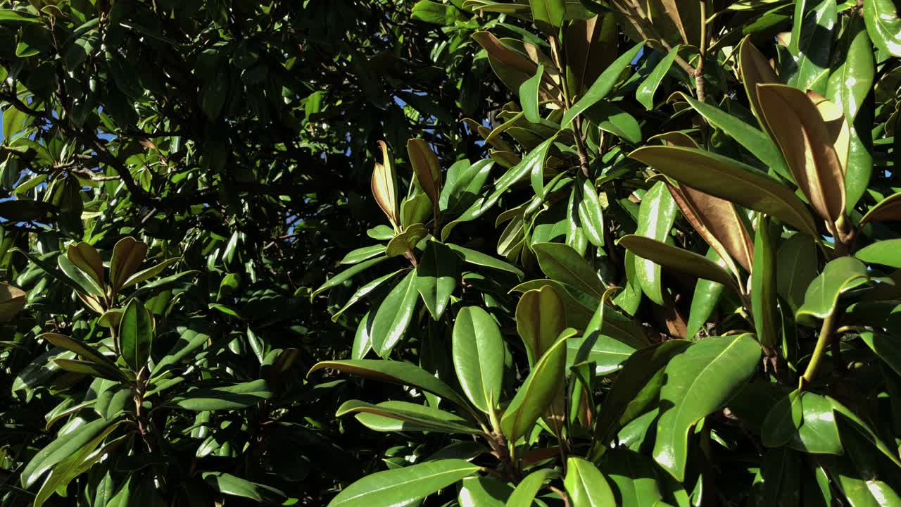 hojas de magnolia
