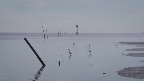 Group-of-egret-birds-on-shallow-water-off-the-coast