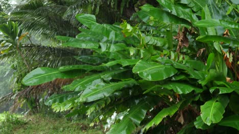plano medio de grandes hojas verdes de plátano resistente durante una tormenta de lluvia