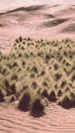 desert oasis: tufts of grass in sandy dunes