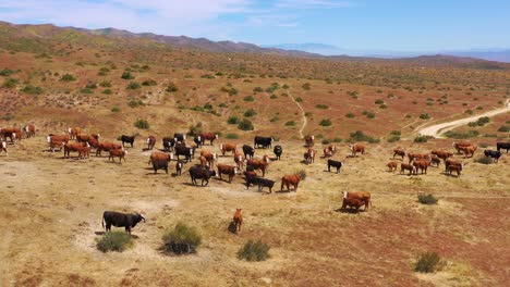 Bonita-Antena-Sobre-El-Ganado-Y-Las-Vacas-Que-Pastan-En-La-Región-Ganadera-Del-Desierto-Del-Carrizo-Plain-California-1