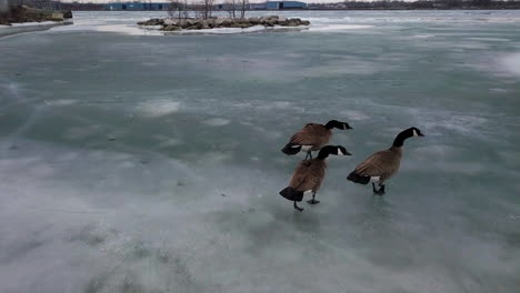 three canadian geese waddle along the frozen icy shoreline in windsor, ontario