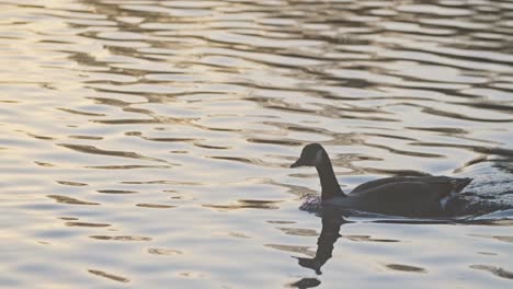 Slow-motion-Canada-goose-swimming-quickly