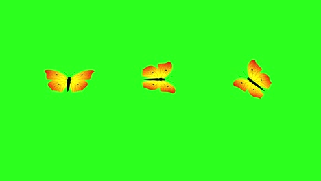animated colorful beauty butterfly on green screen chroma key