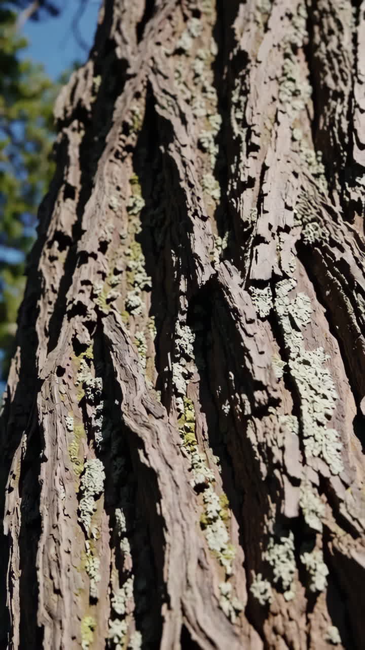 primer plano de la corteza de los árboles con líquenes