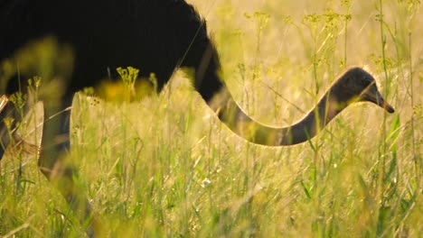 Close-up-profile-of-Ostrich-walking-through-grassy-field,-eats-grass-seeds,-slow-motion,-selective-focus