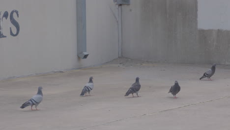 palomas caminando por el estacionamiento en austin, texas