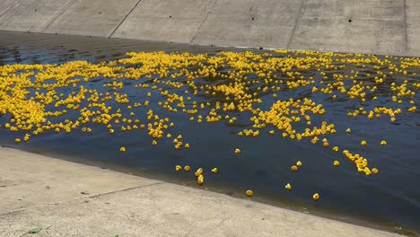 hundreds of yellow rubber ducks racing downstream in a river