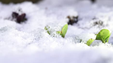 unpredictable spring weather covered radish sprouts with snow