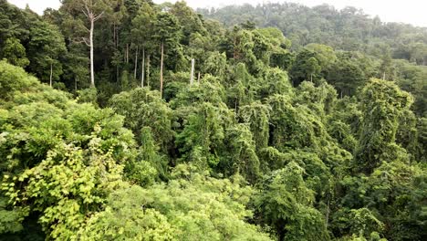 aerial of rain forest in south east asia, wide angle, birds-eye view