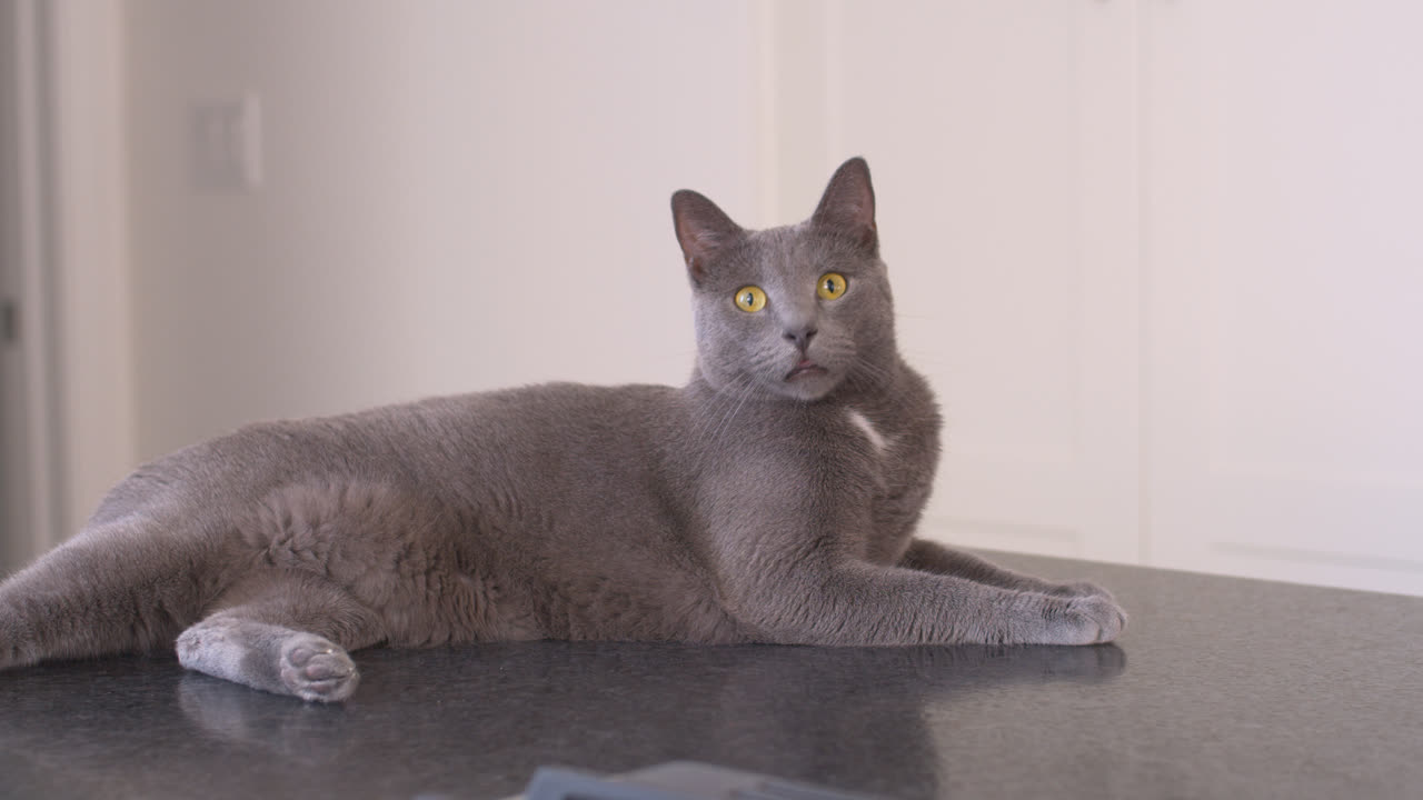 espreguiçadeiras para gatos em um balcão de cozinha