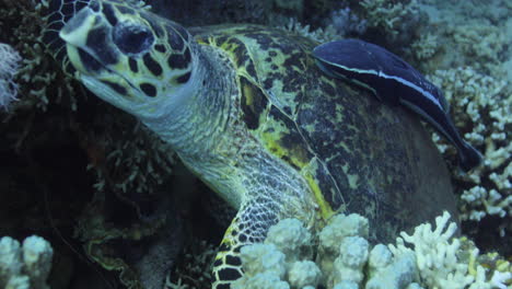 tortuga por el arrecife de coral del mar rojo de egipto disparado en 4k