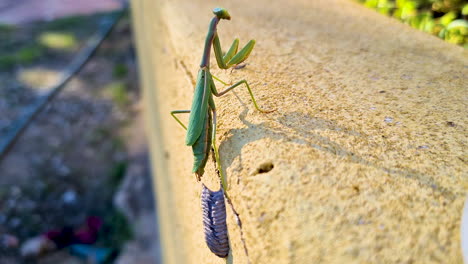 an egg-laying green mantis on a garden wall walks away after spinning her egg case