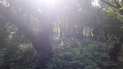 Lush-fern-forest-with-sun-breaking-through-woodland-tree-canopy-wilderness