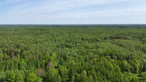 expansive aerial view of dense forest landscape in tuja, latvia, captured in daylight