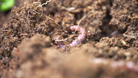 red worm wiggling in freshly turned soil compost, vermiculture, close up