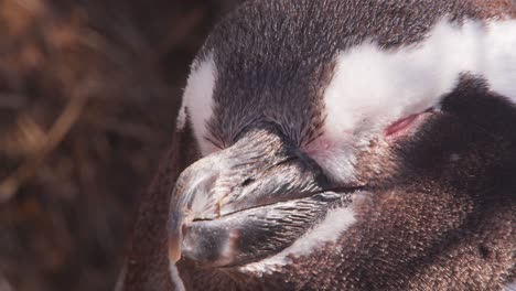 super close slider shot of a sleeping megallanic penguin at midday with details of its tight feathers visible