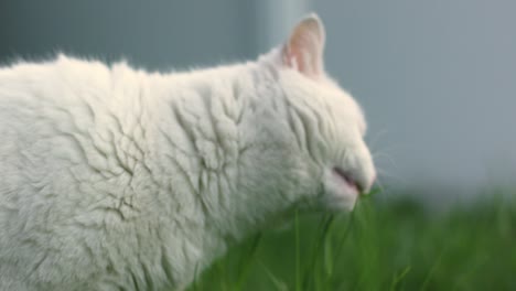 el gato mastica hierba en el césped verde