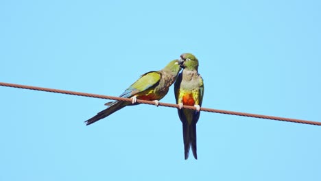 Ein-Paar-Grabende-Sittiche,-Die-Auf-Einem-Draht-Sitzen,-Naturreservat-El-Rincon,-Merlo,-San-Luis,-Argentinien