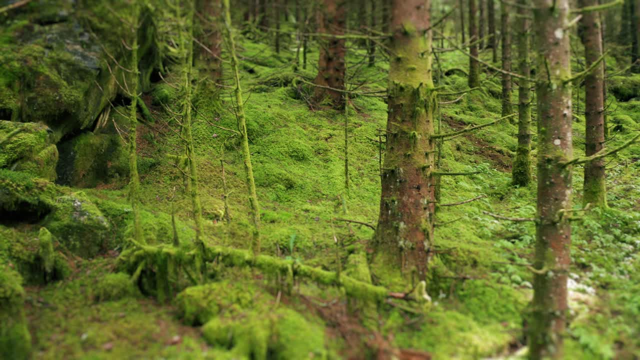 un paseo por el bosque encantado