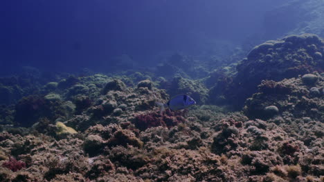 solo pez moviéndose en el suelo del mar mediterráneo