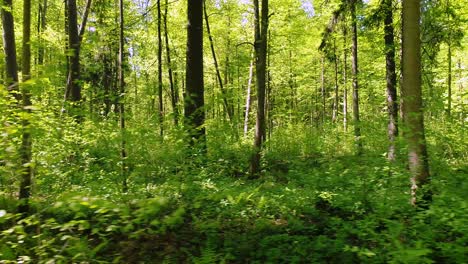 Fliegen-Zwischen-Den-Bäumen-Im-Frühlingswald.