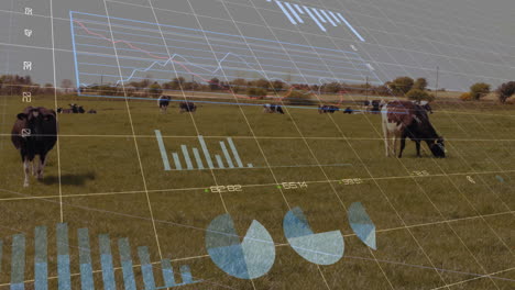 dairy cows grazing across grassy pasture, displaying flat design grid lines and red blue charts